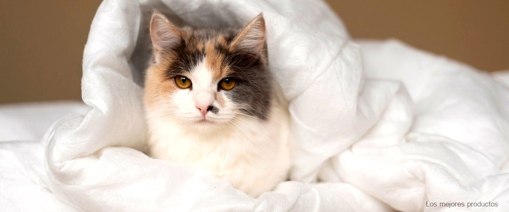 ¿Cuál es la mejor marca de pañales para gatos?