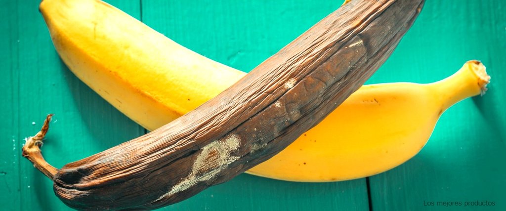 ¿Cuándo se debe sembrar una planta de plátano?