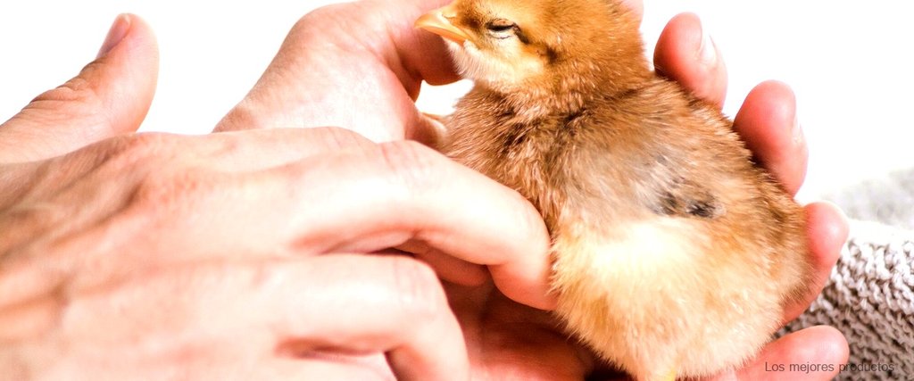 ¿Cuánto tiempo tardan en comer los polluelos recién nacidos?