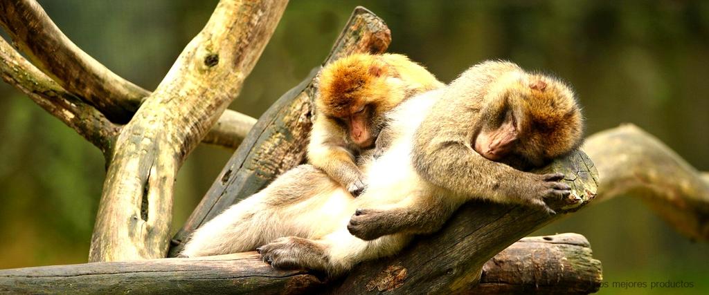 Descubre los secretos del mico Corio Amazon