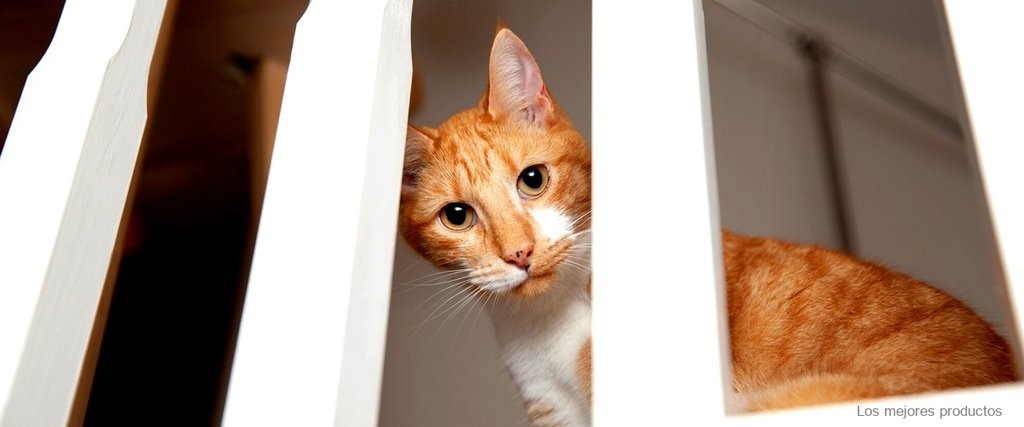 Encuentra una caseta para gatos exterior de segunda mano a buen precio