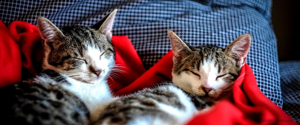 "Evita los arañazos en tu sofá con el sofá anti gatos Ikea"