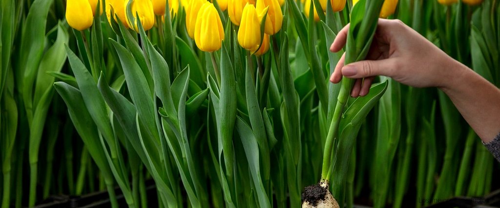"Flores asequibles: precios de los ramos de tulipanes en Carrefour"