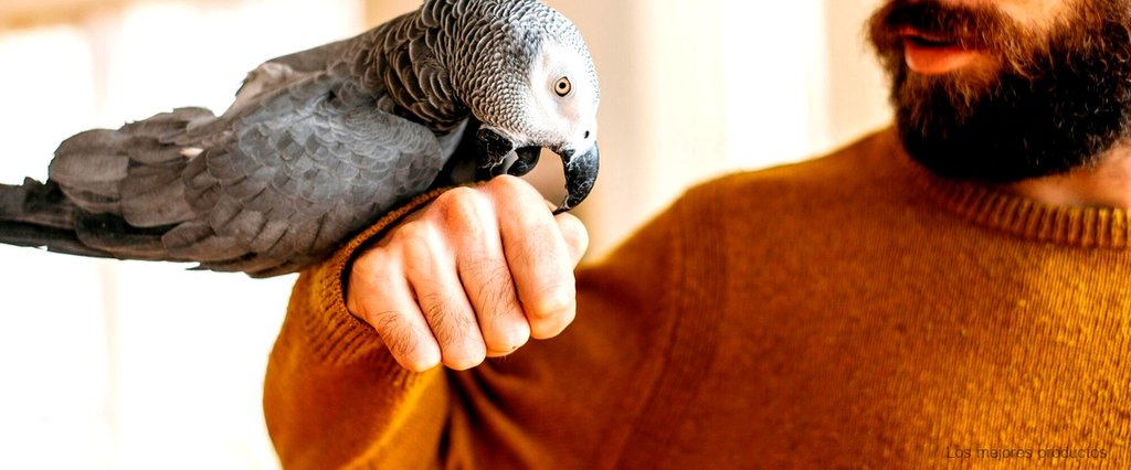 La papilla para pájaros de Mercadona: la mejor opción para una alimentación balanceada