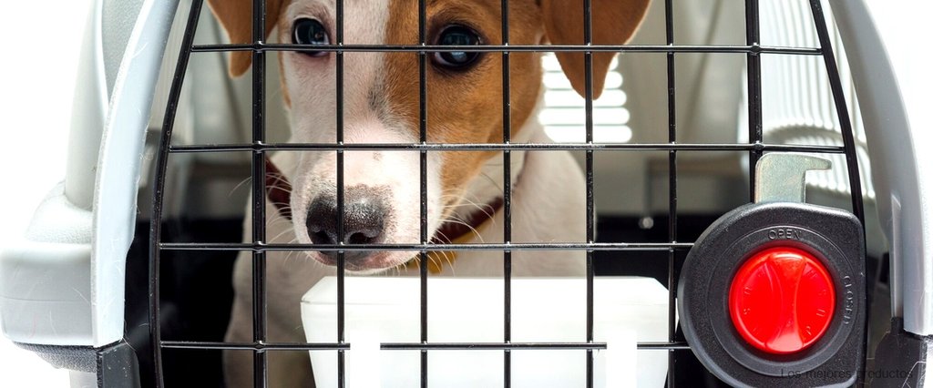 Los beneficios de utilizar Petdog Protect 2101 para proteger a tu perro