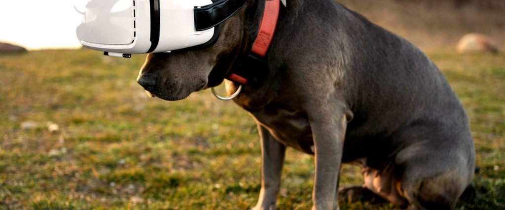 Mitos y realidades sobre los pastores eléctricos para perros caseros