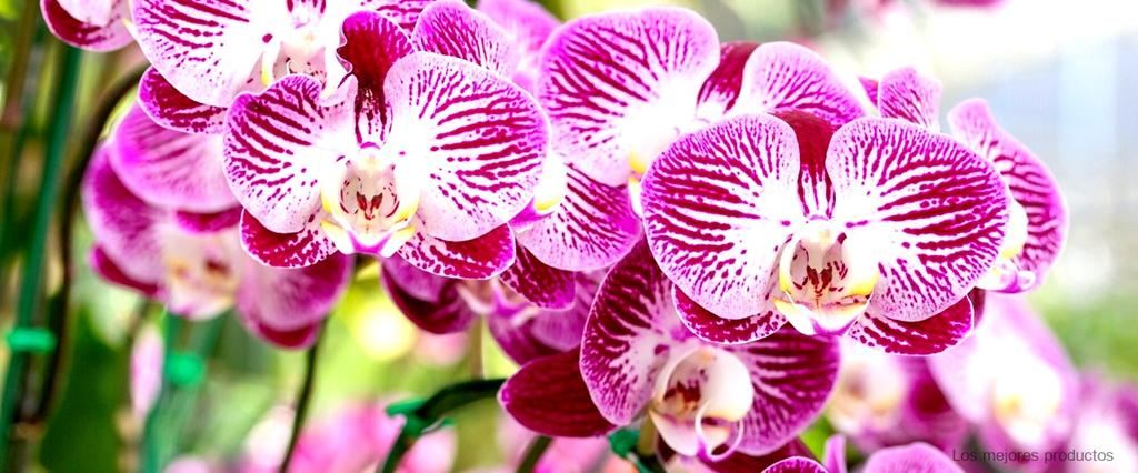 Orquídeas artificiales: la opción perfecta para la decoración duradera