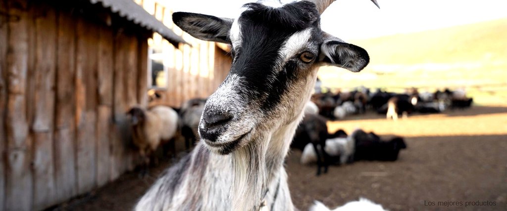 ¿Por qué el calostro de cabra es una fuente de nutrientes natural?