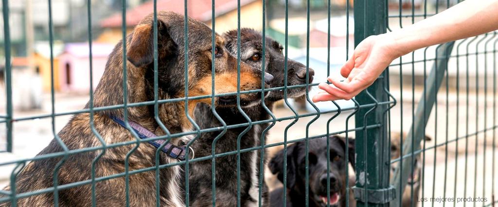 Puertas de seguridad de segunda mano para perros: una solución práctica y económica