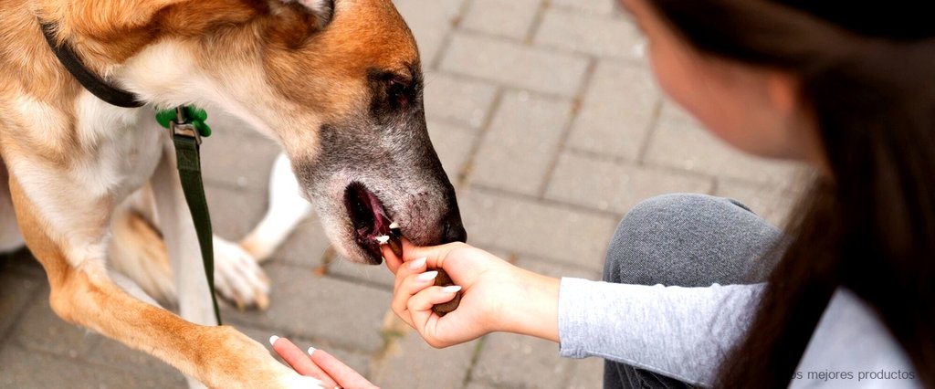 ¿Qué pomada le puedo poner a mi perro para la dermatitis?