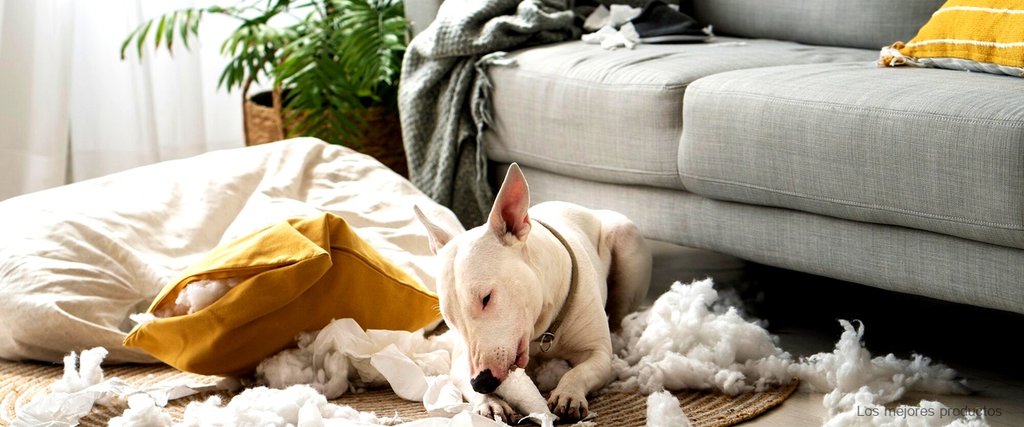 ¿Quién inventó las camas para perros?