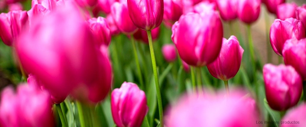 "Ramo de tulipanes Carrefour: la elegancia de las flores en tu hogar"