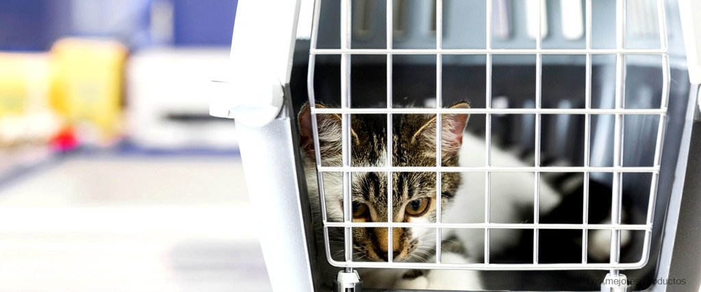 Rodillo anti escape para gatos: la solución perfecta para evitar fugas