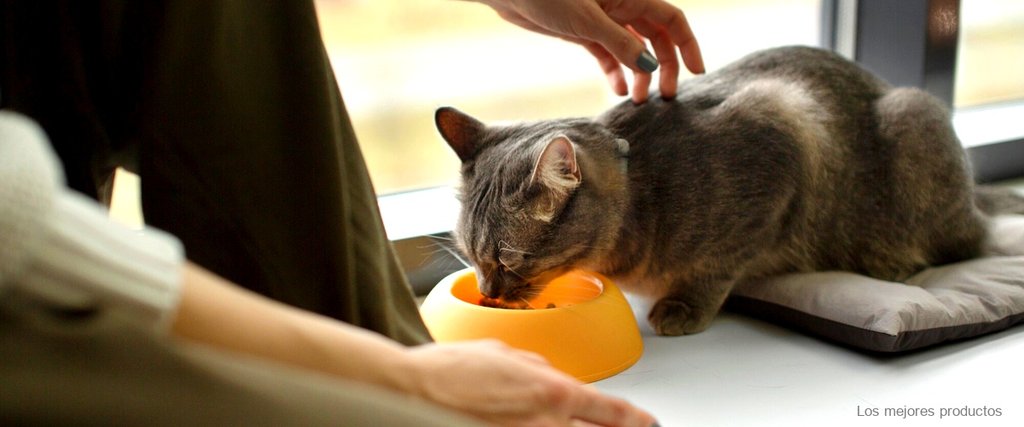 Sillas comedor a prueba de gatos: la mejor opción para convivir con tu mascota