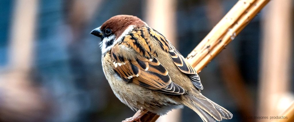 Venta de jilgueros legales en Ciudad Real: la mejor opción para amantes de aves