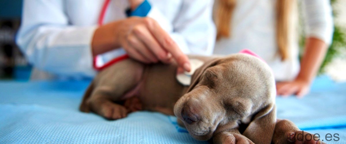 Cuanto tarda un perro en recuperarse de la esterilización: tiempo de recuperación y cuidados. - 11 - diciembre 30, 2023