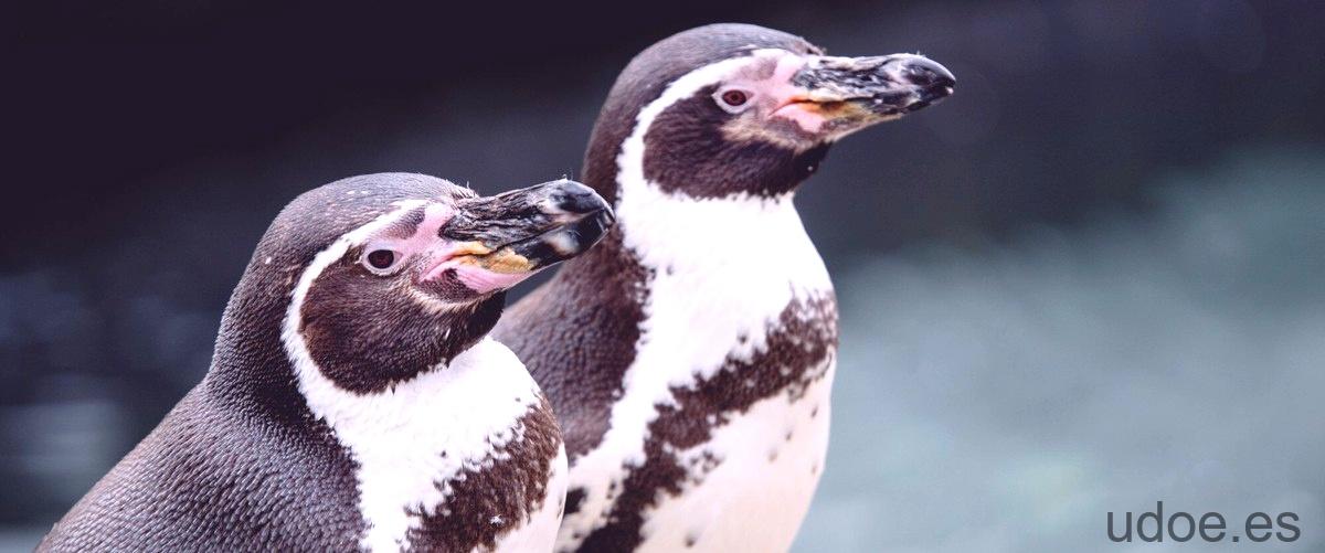¿Cómo hacen los sonidos los pingüinos debajo del agua?