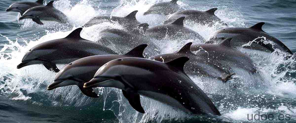 Delfines atacan humanos: ¿Realidad o mito? - 3 - diciembre 30, 2023