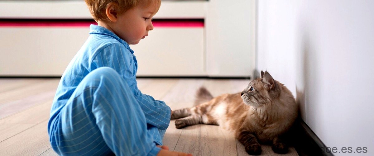 gato autista: comportamiento y cuidados - 39 - diciembre 27, 2023