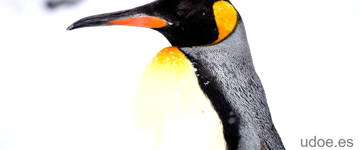 ¿Qué sonido hacen los pingüinos? - 3 - diciembre 21, 2023