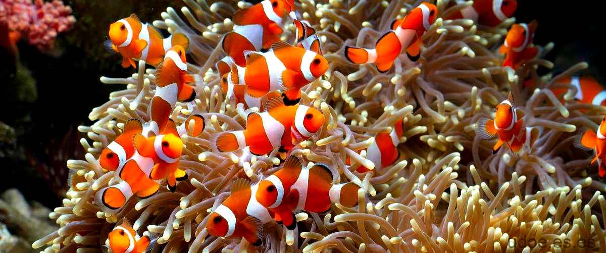 Amigos de Nemo: Los peces más leales - 37 - diciembre 27, 2023