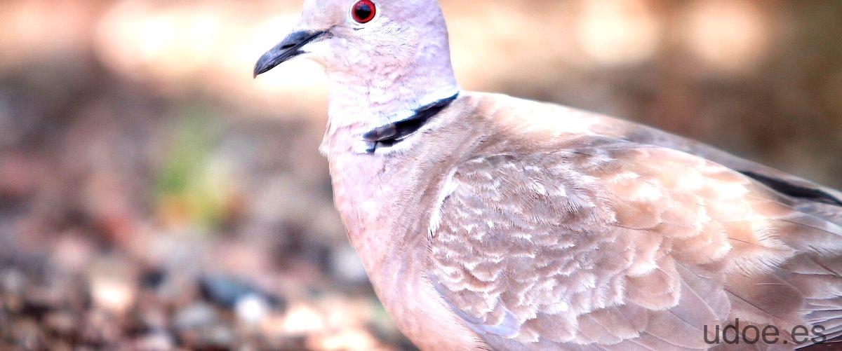 Las palomas ponen huevos sin macho: el misterio de la reproducción asexual. - 3 - diciembre 27, 2023