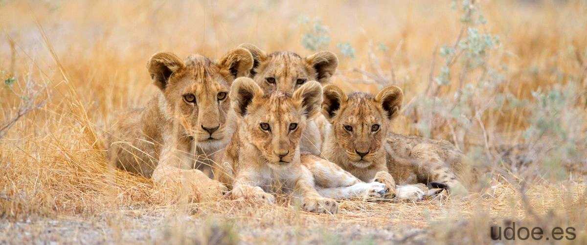 Coste de visitar el Serengueti