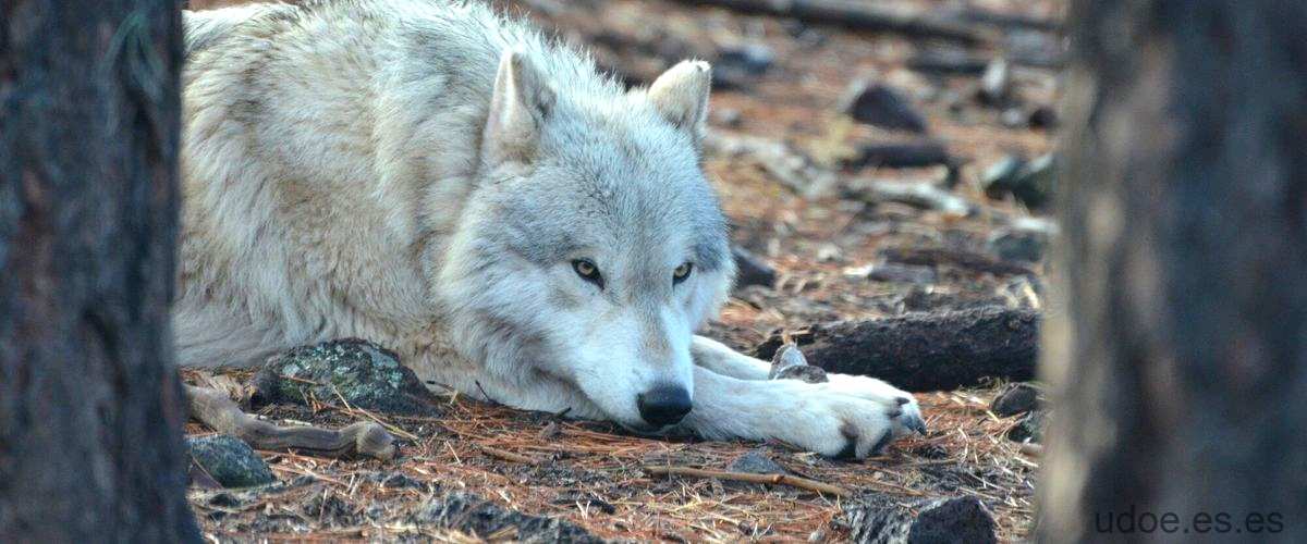 Fuerza de mordida de un lobo: el PSI del depredador - 3 - diciembre 24, 2023