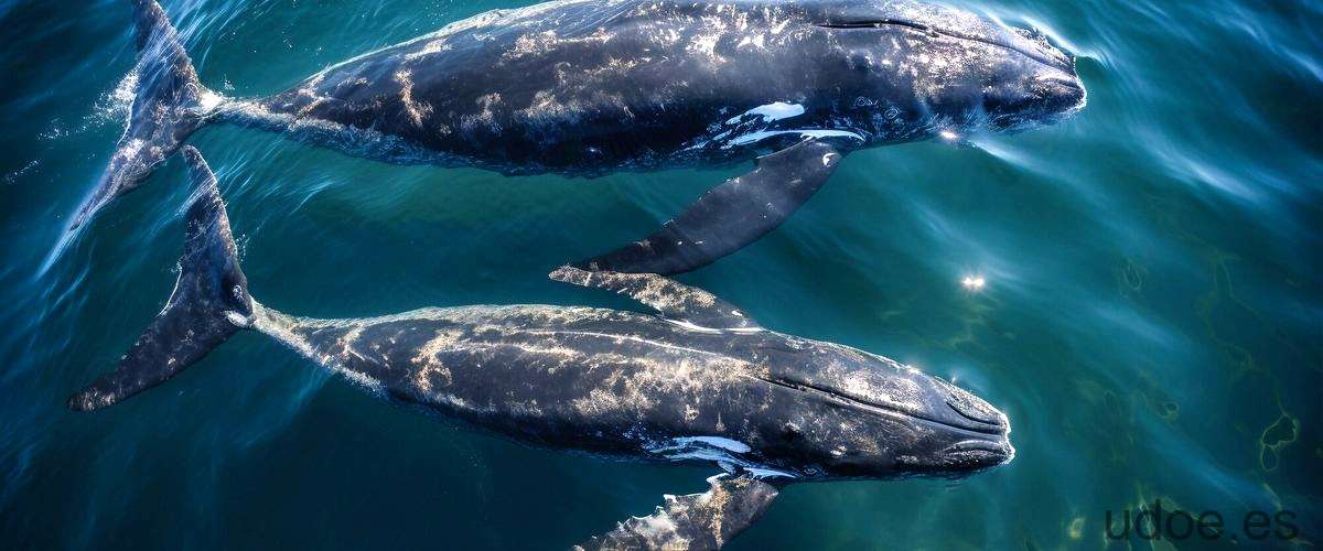 ¿Cuál es el cortejo de la ballena?