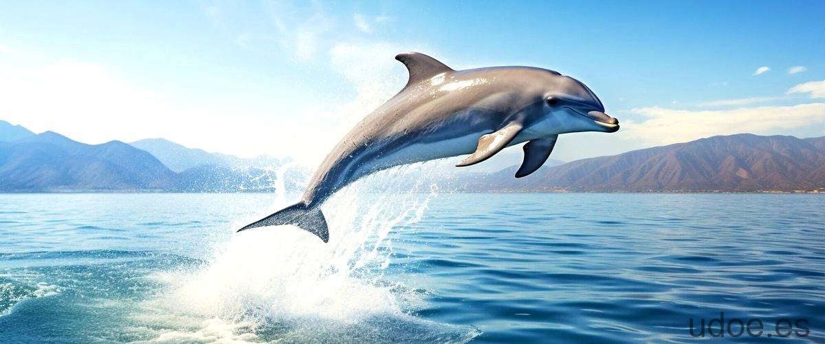 ¿Cuáles son los depredadores de los delfines?