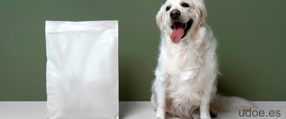 Cantidad arroz perro: ¿Cuánto arroz debe comer mi perro? - 25 - diciembre 28, 2023
