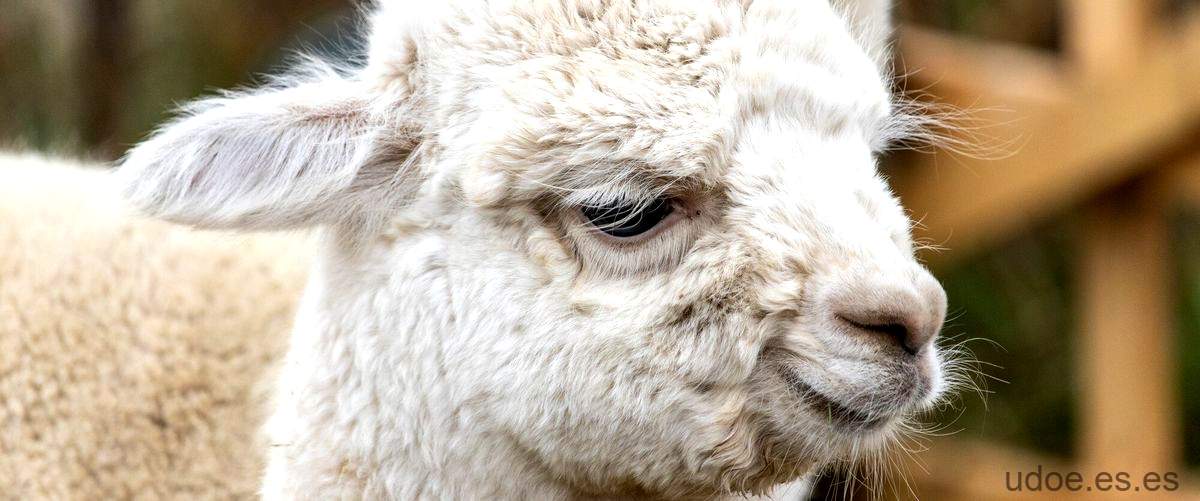 Cuánto pesa una alpaca: todo lo que necesitas saber - 3 - diciembre 27, 2023