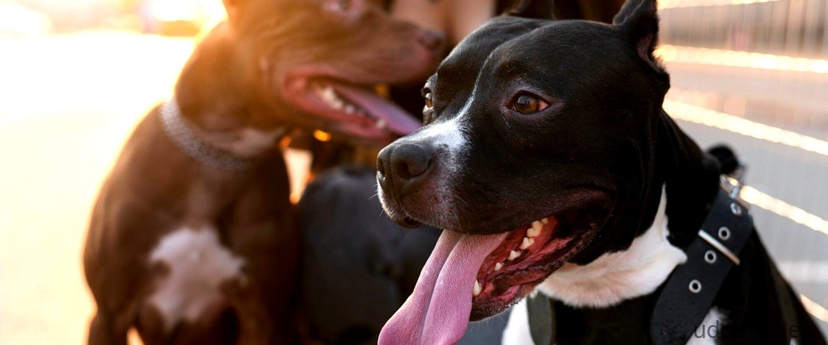 ¿Cuánto tiempo debe durar el apareamiento de un perro?