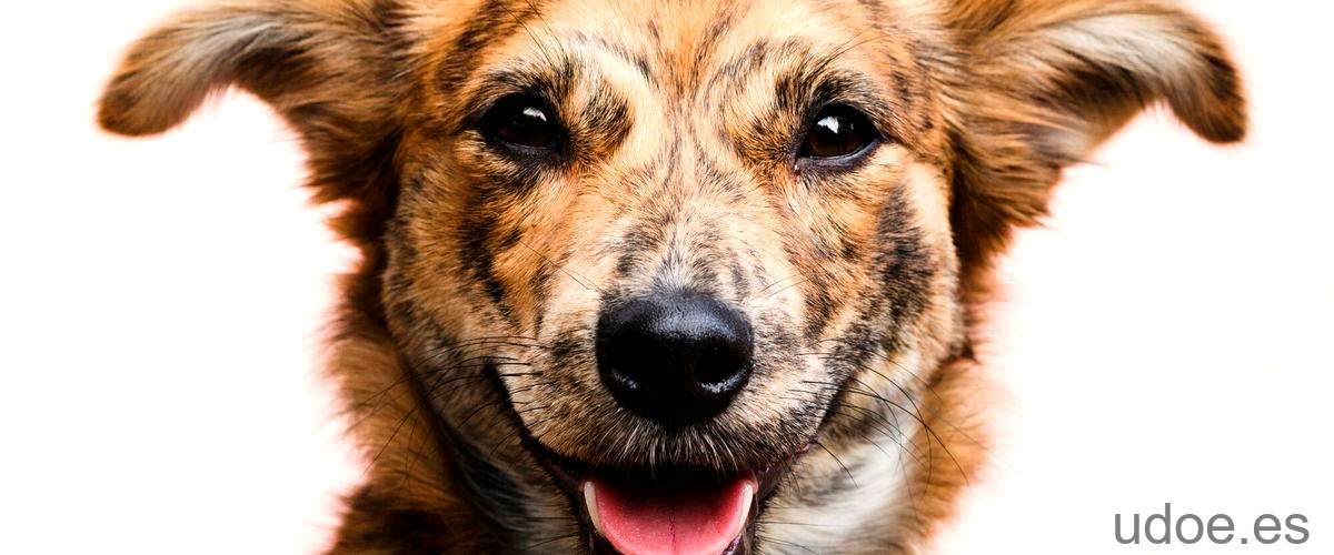 Perro de Anastasia: la historia detrás de la famosa mascota - 3 - diciembre 21, 2023