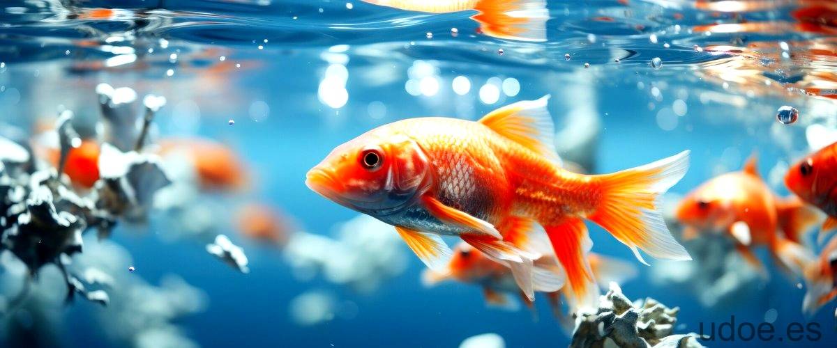 Diferencia entre el pez y la pez: aclarando dudas