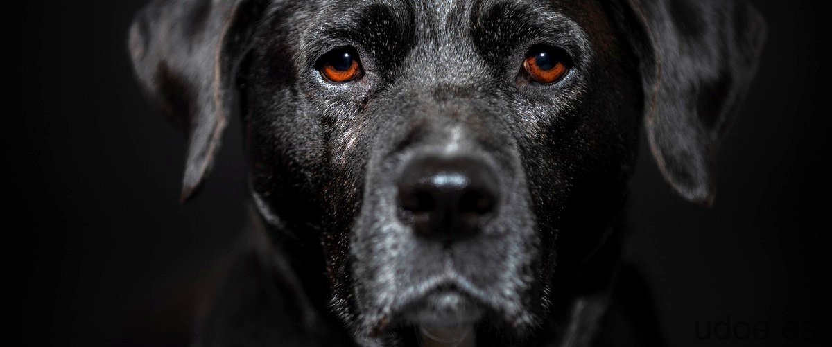 El perro de Anastasia: un símbolo de lealtad y amistad
