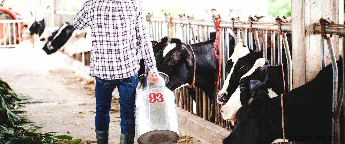 Estrategias de venta en el negocio ganadero: ¿Cuántas vacas hay en un corral como respuesta?