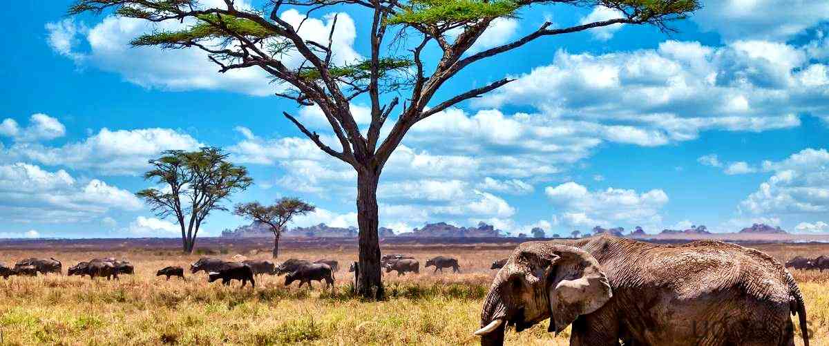 Serengeti significado: la esencia de la llanura infinita - 3 - diciembre 30, 2023