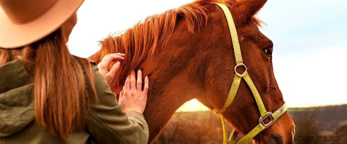 Peinados para montar a caballo: estilo y comodidad - 13 - diciembre 23, 2023