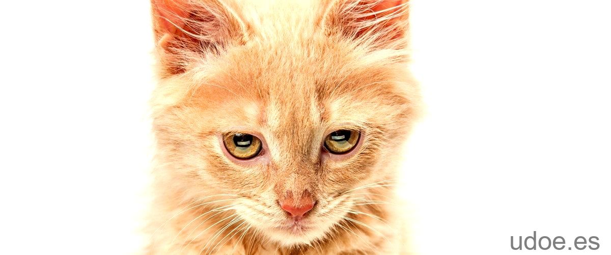 Cara hinchada gato: causas y tratamiento - 29 - diciembre 28, 2023