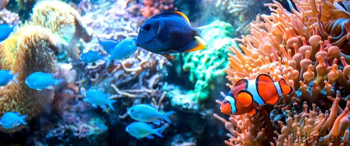 ¿Qué animal se alimenta de coral?