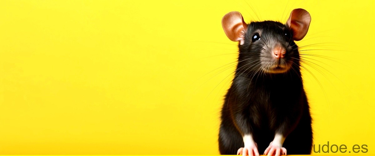 ¿Qué atrae a las ratas en una casa?