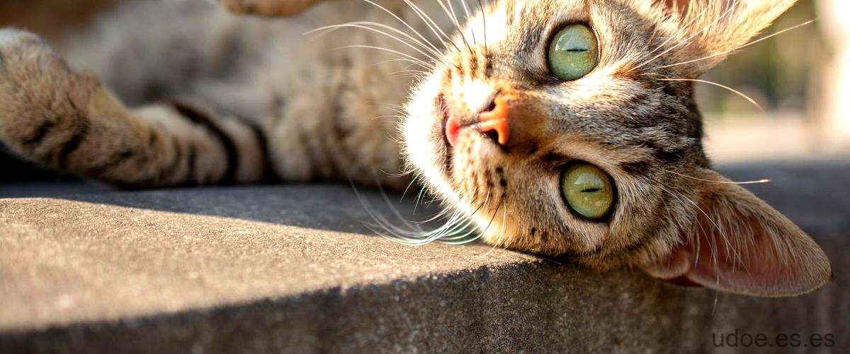 ¿Qué efecto tiene la lavanda en los gatos?