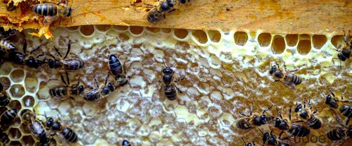 ¿Qué hacen las abejas carpinteras?