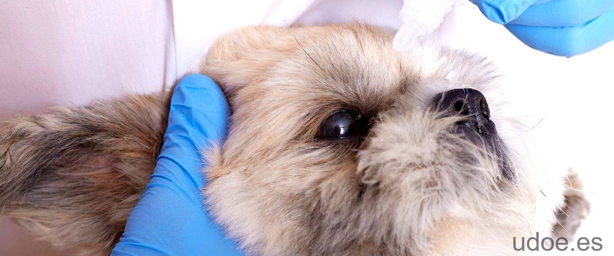¿Qué hacer cuando una inyección forma un bulto en un perro?