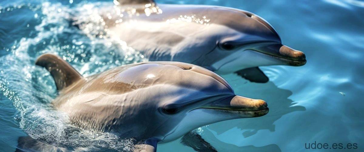 Qué hacen los delfines: comportamientos y actividades. - 45 - diciembre 24, 2023