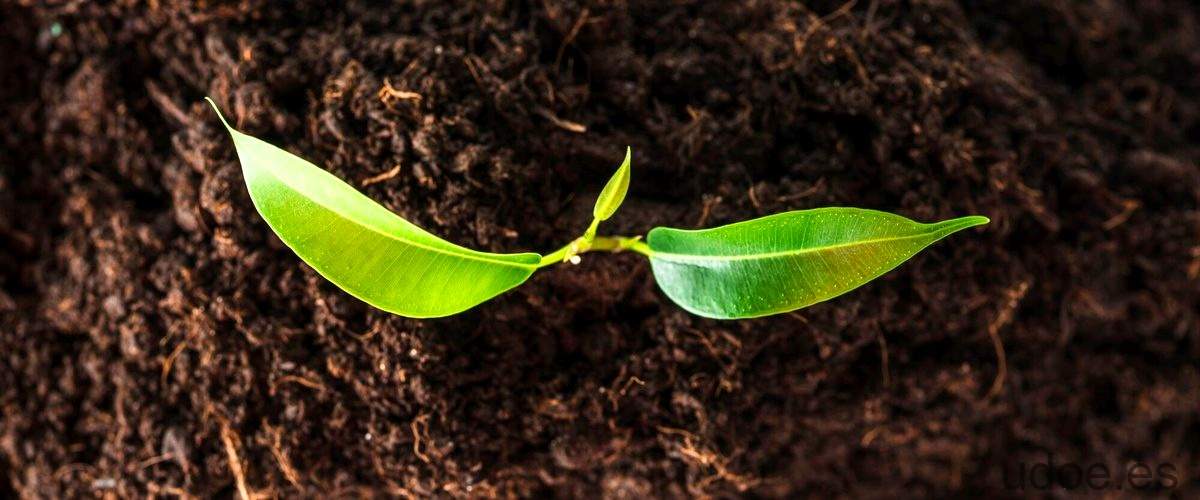 El ciclo de crecimiento del platanero: cuantas cosechas da una planta de plátano - 37 - diciembre 24, 2023