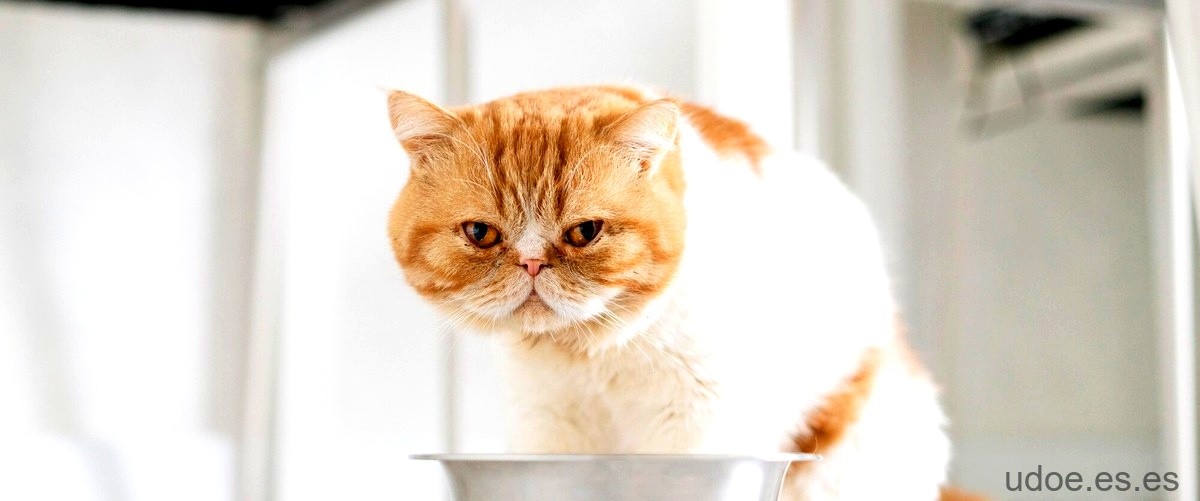 ¿Qué no debe contener el alimento para gatos?