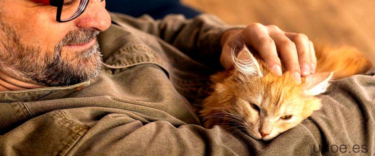 Soñar con gato gris cariñoso: el significado detrás del sueño - 3 - diciembre 19, 2023