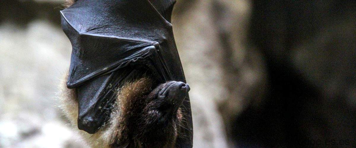 ¿Qué pasa si un murciélago se mete en tu casa?